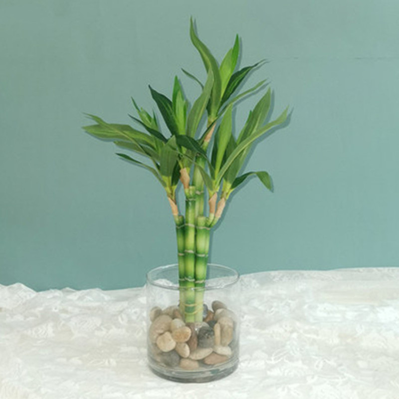 New 40cm Artificial Lucky Bamb - Aquarium Plant In Pot ulasan dan harga