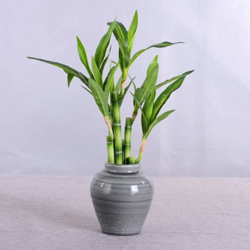 New 40cm Artificial Lucky Bamb - Aquarium Plant In Pot ulasan dan harga