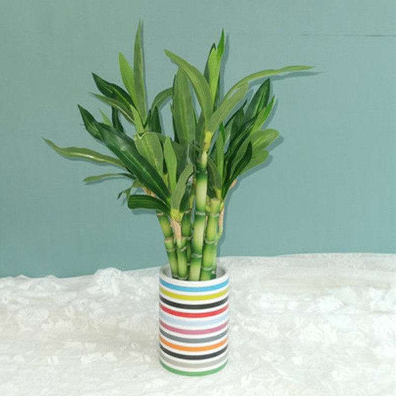 New 40cm Artificial Lucky Bamb - Aquarium Plant In Pot ulasan dan harga
