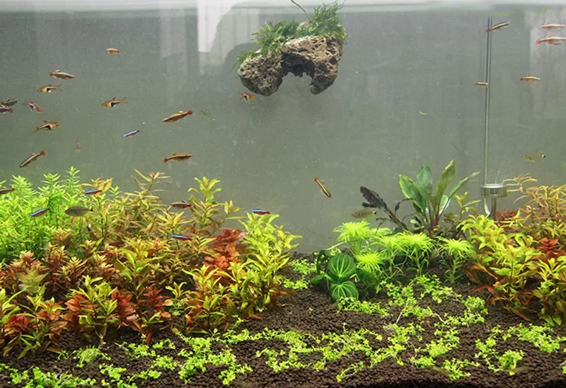 3pcs/lot Avatar Floating Real  - Aquarium Plants For Sale ulasan dan harga