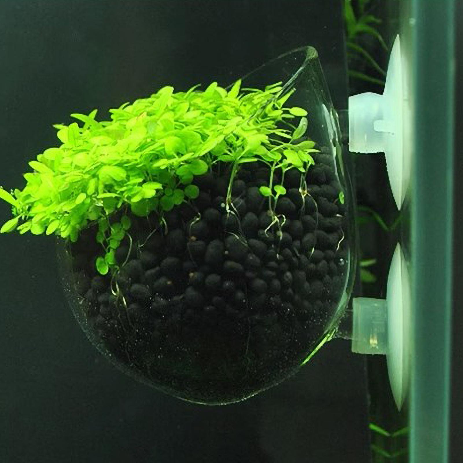 Aquarium Plant Holder Glass Aq - Aquarium Plant Growing ulasan dan harga