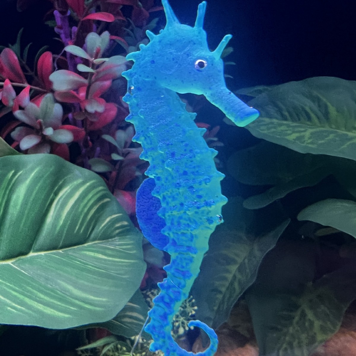 Simulated Luminous Seahorse Fi - Aquarium Planted Substrate ulasan dan harga