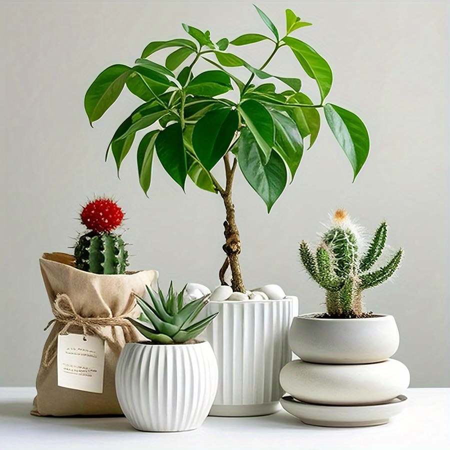 200/400g White High Polished N - Aquarium Plant In Pot ulasan dan harga