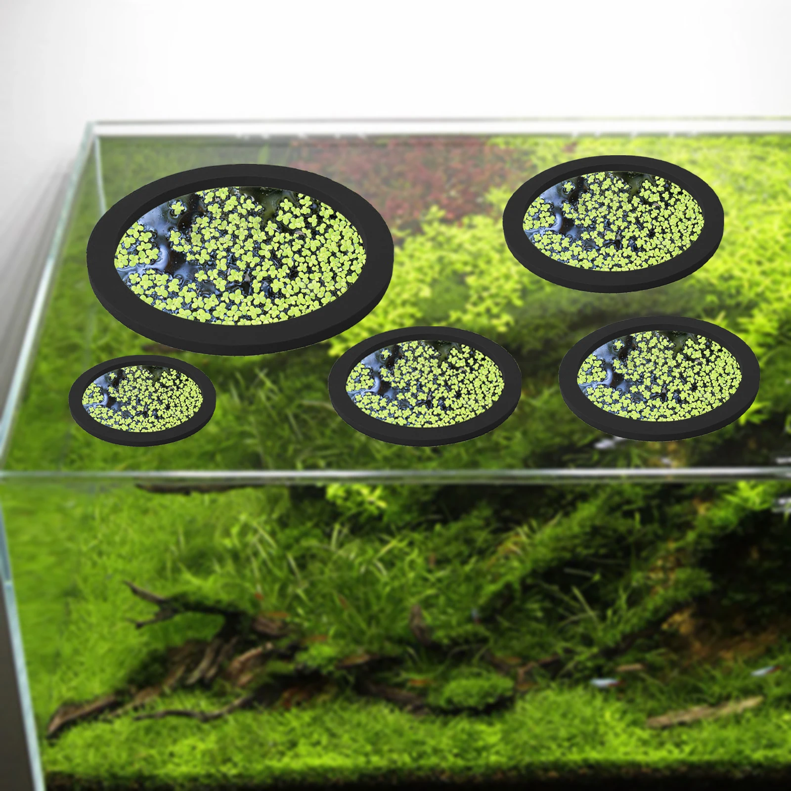 5Pcs EVA Fish Feeding Ring Aqu - Aquarium Planted Plants ulasan dan harga
