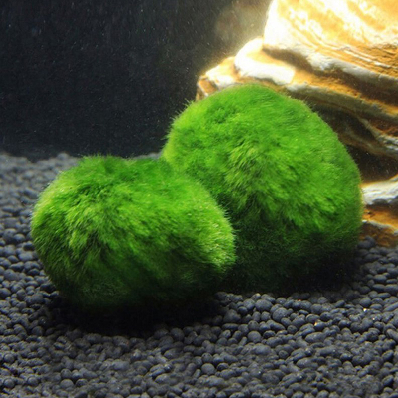 Marimo Moss Balls Live Aquariu - Planted Aquarium Algae ulasan dan harga