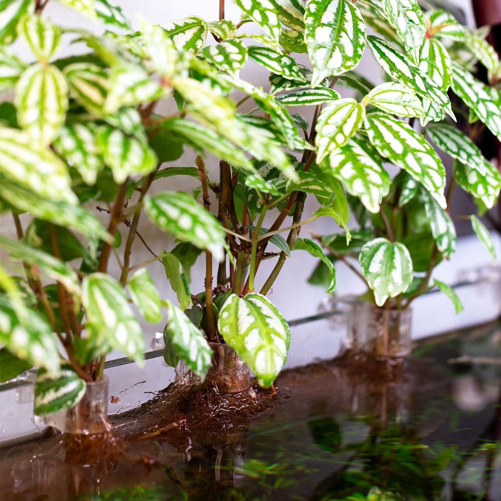 6pcs Aquarium Plant Holders Cl - Aquarium Plant Growing ulasan dan harga
