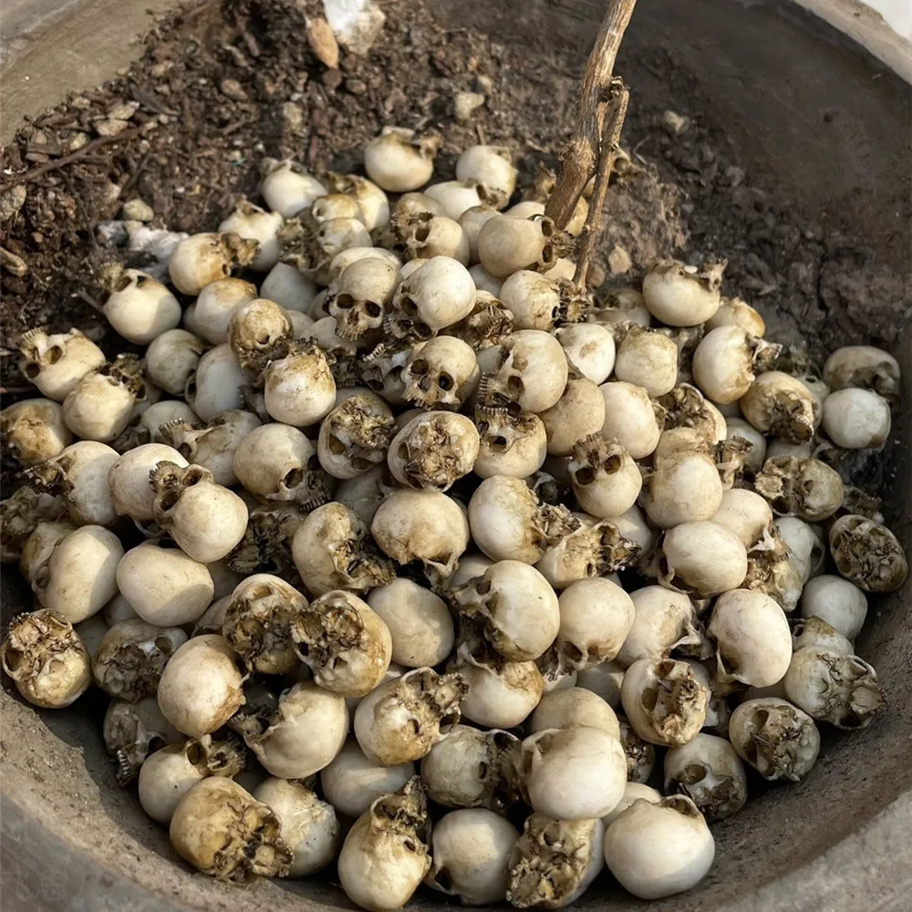 Mini Skull High Quality Miniat - Aquarium Plant In Pot ulasan dan harga