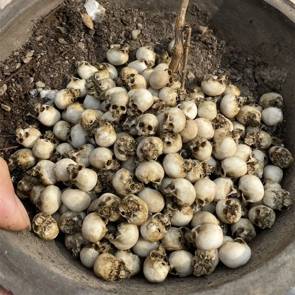 Mini Skull High Quality Miniat - Aquarium Plant In Pot ulasan dan harga