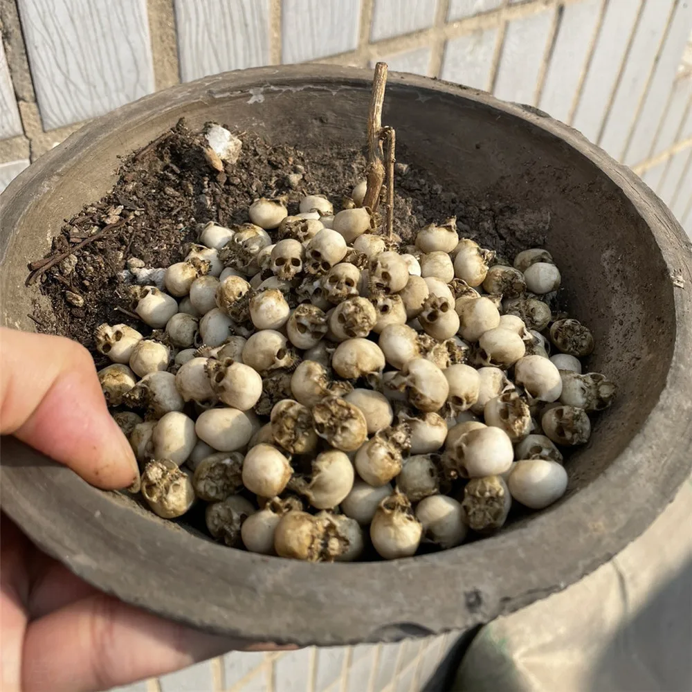 Mini Skull High Quality Miniat - Aquarium Plant In Pot ulasan dan harga