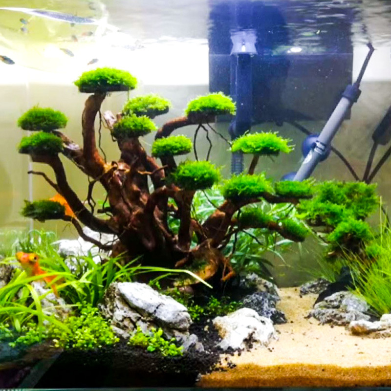 Aquarium Landscaping Moss Tree - Aquarium Plant Growing ulasan dan harga