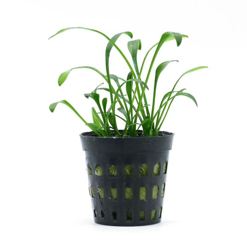 AT3 50W Full Spectrum LED Aqua - Planted Aquarium Algae ulasan dan harga