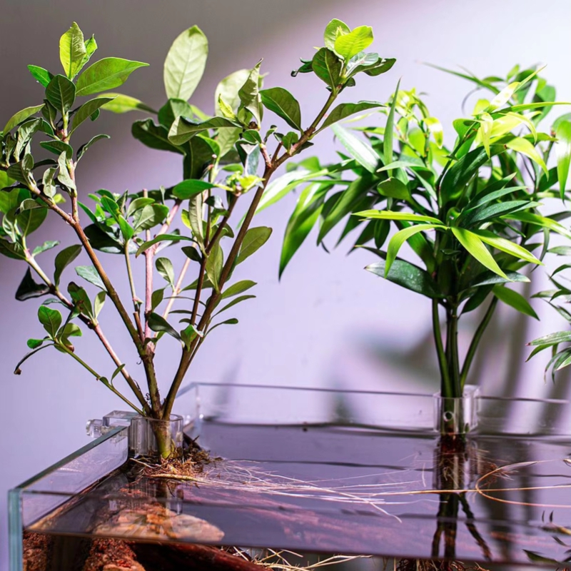 Hot Sale 6pcs Clear Aquarium P - Aquarium Plants For Sale ulasan dan harga